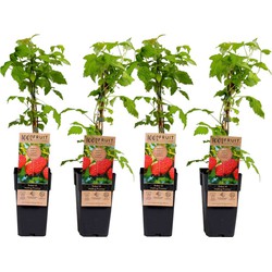 Rubus idaeus 'Malling Promise' - Set van 4 - Framboos - ⌀15cm - Hoogte 50-60cm
