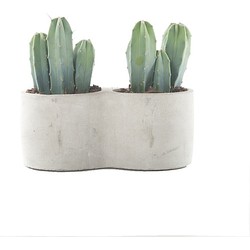 Green Lifestyle Store Kamerplant Cereus Myrtillocactus - Inclusief Pot