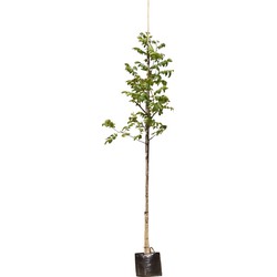 2 stuks! Gewone walnotenboom Juglans regia h 250 cm st. omtrek 8 cm st. hoogte 170cmboom