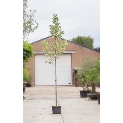 Bontbladige amberboom Liquidambar st. Silver King h 250 cm st. omtrek 8 cm