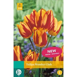 3 stuks - Tulipa Wonder Club 4 bollen