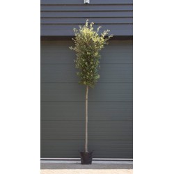 Steeneik Quercus ilex h 400 cm st. omtrek 19 cm st. h 200 cm - Warentuin Natuurlijk