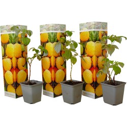 Framboosplanten - Set van 3 - Gele framboosplanten - Pot 9cm - Hoogte 25-40cm