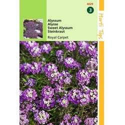 2 stuks - Alyssum Lobularia Mar. Procumbens Royal Carpet