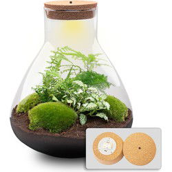 URBANJNGL - Planten terrarium - Sam XL - Ecosysteem met plant - ↑ 35 cm