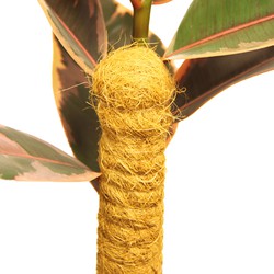 Kokos plantstok 80 cm