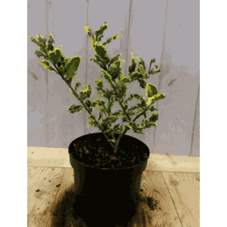 Hulst geelbont 30 cm