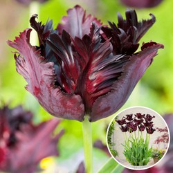 Tulipa Black Parrot - Bloembollen - Set van 21 - parkiettulp - paars