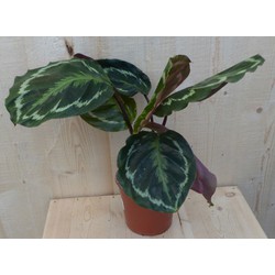 Calathea Medaillon Pauwenplant donkergroen groot blad 30 cm