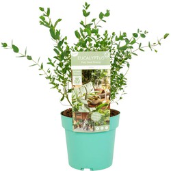 Eucalyptus parvifolia 'Oliva' - Eucalyptusstruik - Pot 19cm - Hoogte 40-50cm