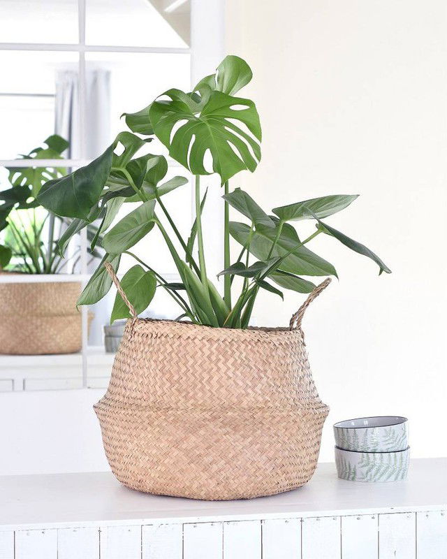 De mooiste kamerplanten onder €20