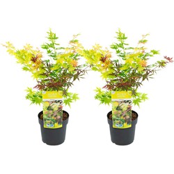 Acer palmatum 'Festival' - Set van 2 - Esdoorn - Pot 19cm - Hoogte 60-70cm