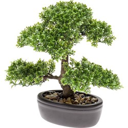 Seidenpflanze Bonsai Ficus Kollektion - Driesprong Collection