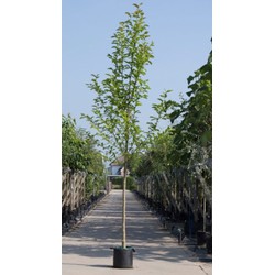 2 stuks! Beverboom Magnolia kobus h 250 cm st. omtrek 8 cm boom