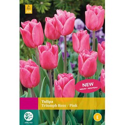 2 stuks - Tulipa Triumph roze 20 bollen