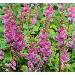 5 stuks - Astilbe chinensis Pumila - Samplant