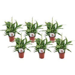 Spathiphyllum 'Lepelplant' - Set van 6 - Pot 12cm - Hoogte 30-40cm