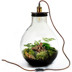 Growing Concepts Ecolight XL terrarium - Botanische planten 47cm / 32cm / Glas - 47cm