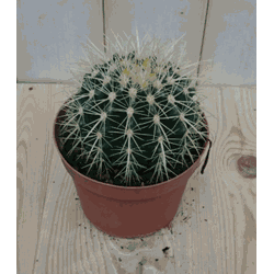 Kamerplant Cactus schoonmoedersstoel klein