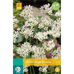 5 stuks - Allium neapolitanum 20 bollen