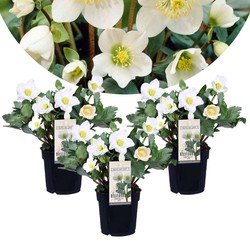 Helleborus Mont Blanc - Set van 3 - Tuinplanten - Pot 12cm - Hoogte 20-30cm