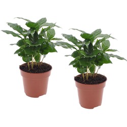 Coffea arabica - Koffieplant - Set van 2 - Pot 12cm - Hoogte 25-40cm