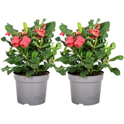 Euphorbia Milii - Christusdoorn - Set van 2 - Vetplant - ⌀ 13cm - Hoogte 25-35cm