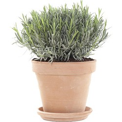 Green Lifestyle Store Tuinplant Lavandula Struik - Inclusief Pot