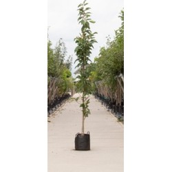 Japanse zuil sierkers Prunus serrulata Amanogawa h 250 cm st. h 30 cm - Warentuin Natuurlijk