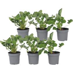 Aardbeienplant - Set van 6 - Fragaria ananassa 'Roman' - Hoogte 15-20cm - ⌀9cm