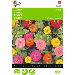 2 stuks - Zinnia elegans Liliput Pompon Dubbelbl. Gemengd