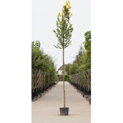 Goud iep hoogstam Ulmus hollandica Wredei h 350 cm st. omtrek 12 cm st. hoogte 180 cm