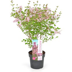 Hello Plants Syringa Bloomerang Pink Perfume Dwergsering - Ø 19 cm - Hoogte: 40 cm