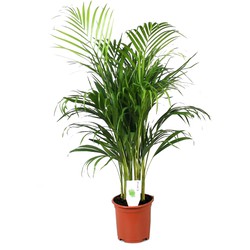 Dypsis Lutescens - Areca - Goudpalm - Kamerplant - Pot 21cm - Hoogte 100-120cm