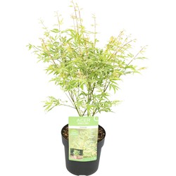 Hello Plants Acer Palmatum Going Green Japanse Esdoorn - Struik, Sierheester - Ø 15 cm - Hoogte: 30 cm