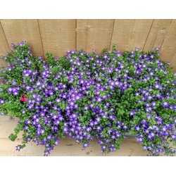 Campanula Blue star 8 potjes per tray - Warentuin Natuurlijk