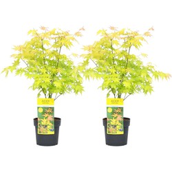 Acer palmatum 'Orange Dream' - Set van 2 - Pot 19cm - Hoogte 60-70cm