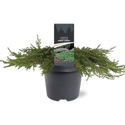 Juniperus communis Green Carpet 40-50 cm Conifeer