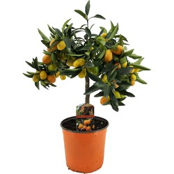 Citrus Kumquat - Dwergsinasappel winterhard - Pot 19cm - Hoogte 50-60cm