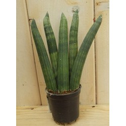 Kamerplant Vrouwentong Sansevieria Mini