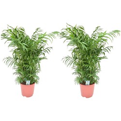 Chamaedorea elegans - Set van 2 - Mexicaanse palmen - Pot 20cm - Hoogte 80-90cm