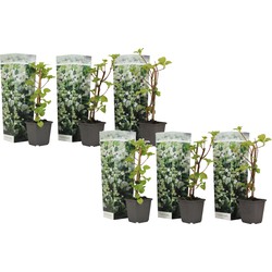 Hydrangea 'Petiolaris’ - Set van 6 - Klimhortensia - Pot 9cm - Hoogte 25-40cm