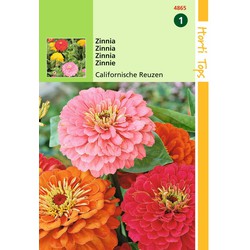 2 stuks - HT Zinnia Californische Reuzen gemengd