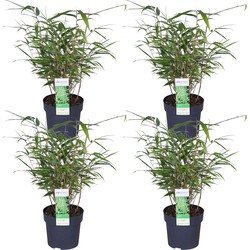 Hello Plants Fargesia Rufa Bamboe Plant - 4 Stuks - Ø 14 cm - Hoogte: 40 cm