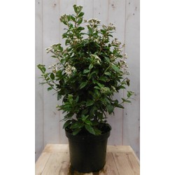 Viburnum Tinus 80 cm