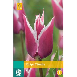 Tulipa Claudia, 8 bloembollen