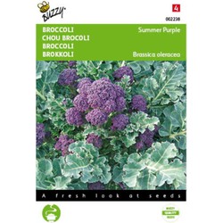 5 stuks - Broccoli Summer Purple Tuinplus - Buzzy