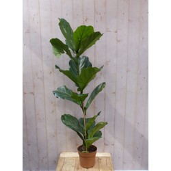 Kamerplant Ficus Lyrata 160 cm - Warentuin Natuurlijk