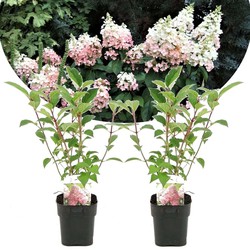 Hydrangea paniculata Diamond - Set van 2 - Hortensia - ⌀17cm - Hoogte 30cm