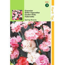 2 stuks - Samen Dianthus Gras Nelke Frühling Schönheit - Hortitops